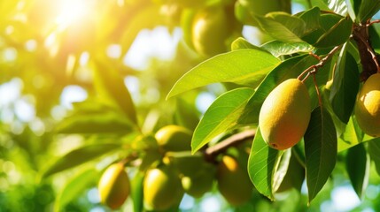 Fototapeta premium Vibrant ripe mango fruits on a branch and sunny green leaves. Outdoor nature background. Generated with AI.