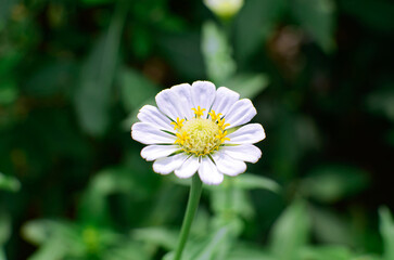 Fototapeta premium beautiful flower in the garden, wallpaper background