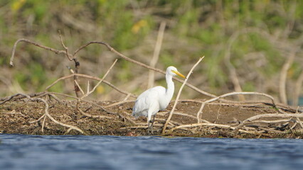White Heron Bird on the lake 
