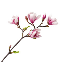 Illustration of beautiful blooming magnolia branch with pink flowers. Floral decorative element on transparent background. PNG clip art element. Generated with AI.