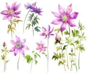 Fototapeta na wymiar Bundle of Watercolor Illustrations Set of clematis flammula flowers with Expressions of Leaves and Branches