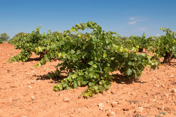 Fototapeta na wymiar Cepa, parra de uva blanca en viñedo mediterráneo