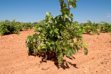 Fototapeta na wymiar Cepa, parra de uva blanca en viñedo mediterráneo