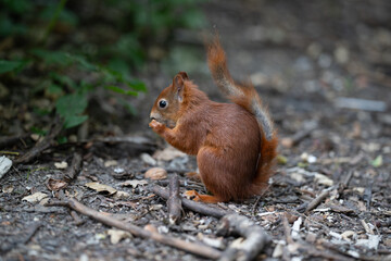 Eichhörnchen