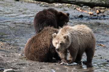 Fototapeta premium Junge Grizzlybären mit verschiedenfarbigem Fell - Die Ursache: Eine Mutter, verschiedene Väter