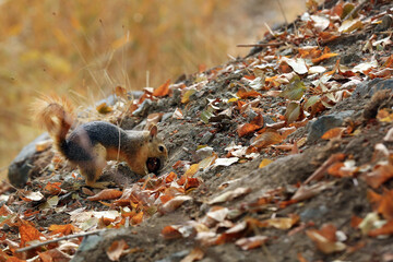  a squirrel takes biscuits, walnuts, and almonds from people on a hiking trail in the outskirts of Tehran. In recent years, wildlife has again been living near humans .