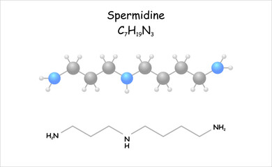 Stylized molecule model/structural formula of spermidine. 