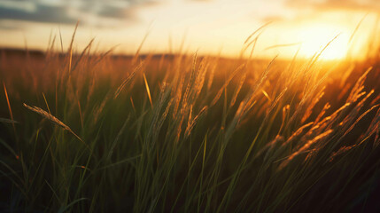 Naklejka premium Enchanting Sunset Meadow. Generative AI