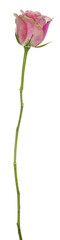 Side view of soft pink rose with off white edges on stem without leaves. Isolated cutout on a transparent background.