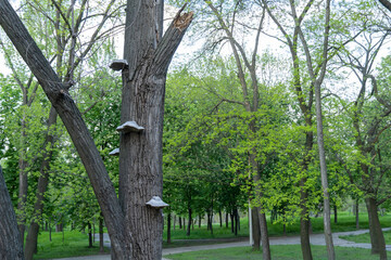 Large parasitic mushroom tinder fungus grows on trunk. True polypore causes white rot on deciduous tree. Fomes fomentarius destroys wood and cracks in bark. Inedible devil's hooves or ice man fungus.