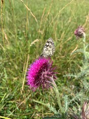 butterfly on thistle