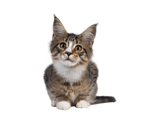 Cute alert brown tabby with white Maine Coon cat kitten, laying down facing front. Looking curious...
