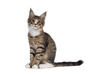 Cute alert brown tabby with white Maine Coon cat kitten, sitting side ways. Looking straight to camera. Isolated cutout on transparent background.