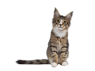 Fototapeta na wymiar Cute alert brown tabby with white Maine Coon cat kitten, sitting facing front. Looking curious straight to camera. Isolated cutout on transparent background.