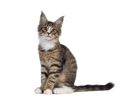 Cute alert brown tabby with white Maine Coon cat kitten, sitting side ways. Looking straight to camera. Isolated cutout on transparent background.