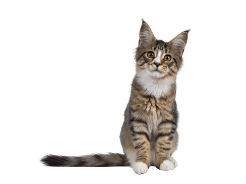 Cute alert brown tabby with white Maine Coon cat kitten, sitting facing front. Looking curious straight to camera. Isolated cutout on transparent background.