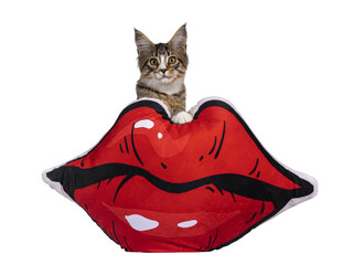 Cute alert brown tabby with white Maine Coon cat kitten, sitting on hind paws behind red lips...