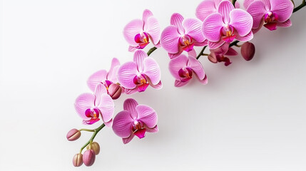 Naklejka na ściany i meble Pink orchid isolated on white background.Generative Ai.