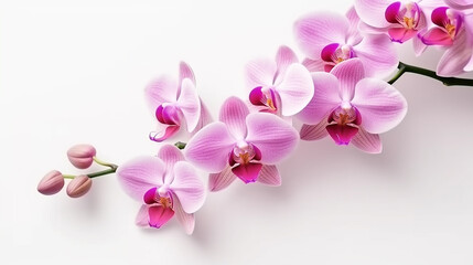 Fototapeta na wymiar Pink orchid isolated on white background.Generative Ai.