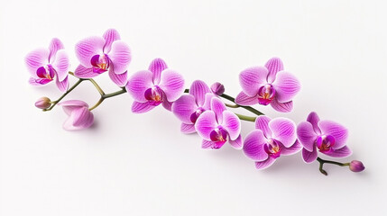 Naklejka na ściany i meble Pink orchid isolated on white background.Generative Ai.