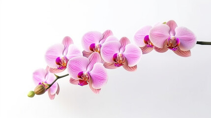 Fototapeta na wymiar Pink orchid isolated on white background.Generative Ai.