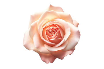 Pink rose on white background.Generative Ai.