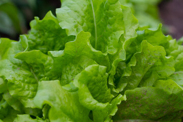 Green Lettuce leaves texture background. Lactuca sativa green leaves, close up.