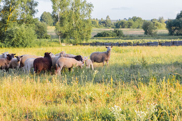Flock of sheep grazing in a meadow on green grass at sunset. Portrait of sheep.