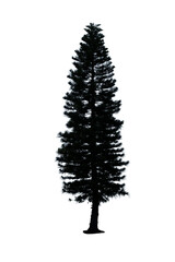 Obraz premium pine tree isolated on white background