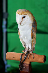a captive Barn Owl (Tyto alba) standing on a wooden perch with a green background