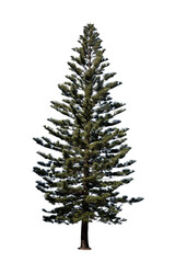 pine tree isolated on white background