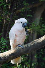 moluccan cockatoo bird in garden