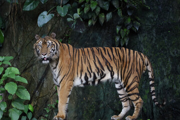 Fototapeta premium Close up Indochinese tiger is beautiful animal and dangerous in forest
