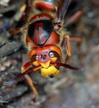 A queen hornet (Vespa crabro) head on.