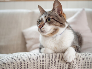 ソファの上でくつろぐ猫