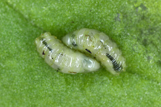 Leafminer (Pegomya hyoscyami) larva exposed in leaf mine damage to spinach.