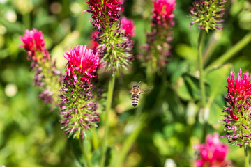 Agricultural crop red Clover incarnate - Trifolium incarnatum in the field.