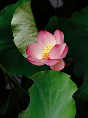 pink lotus flower with leaves