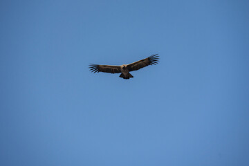 Condor in flight head on with a cloudless blue sky.