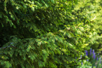 Spruce coniferous tree twigs. Young green shoots on the edge of the meadow. There is a cone on the branch.