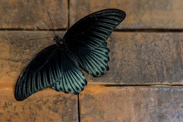 Great mormon butterfly or Papilio memnon on the brick wall. Close up of dark, black with blue detail Southeast Asian butterfly