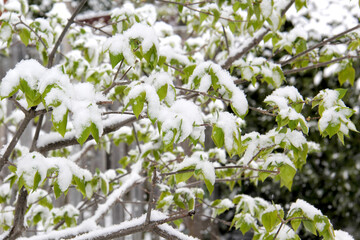 Green leaves covered after a snow fall
