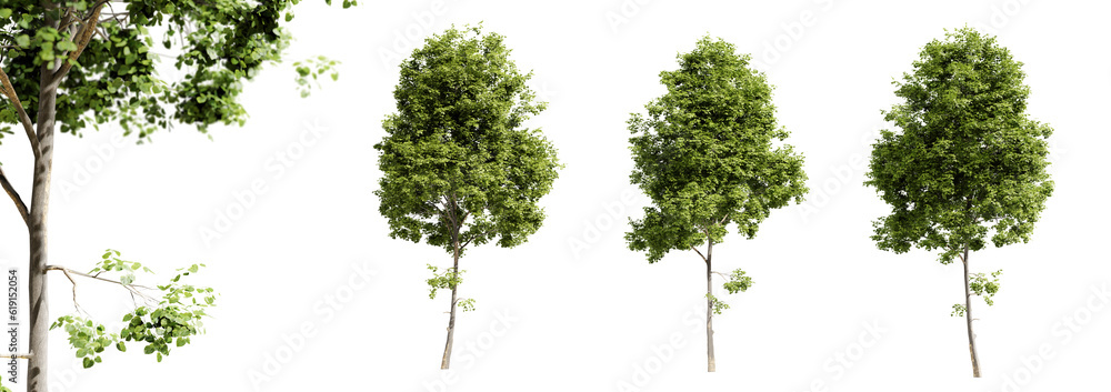 Leinwandbilder tilia cordata trees isolated on transparent background and selective focus close-up. 3d render.
