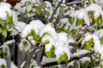 Green leaves covered after a snow fall