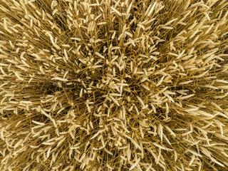 vue plongeante sur un champs de blé mûr doré, gros plan vu d'en haut.