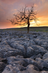 Lone tree growing out of limestone pavement, Yorkshire Dales National Park, England, UK.