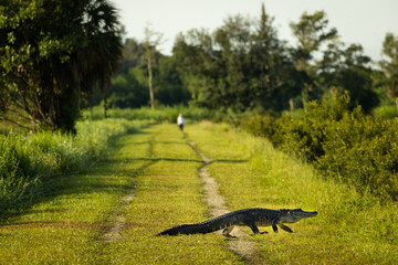 Alligator crossing a Florida swamp hiking trail - Powered by Adobe