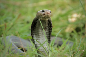 Fototapeta premium king cobra in the grass