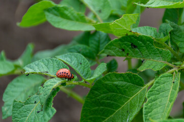 Red Colorado potato beetle eats a potato plantation