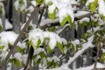 Green leaves covered after a snow fall